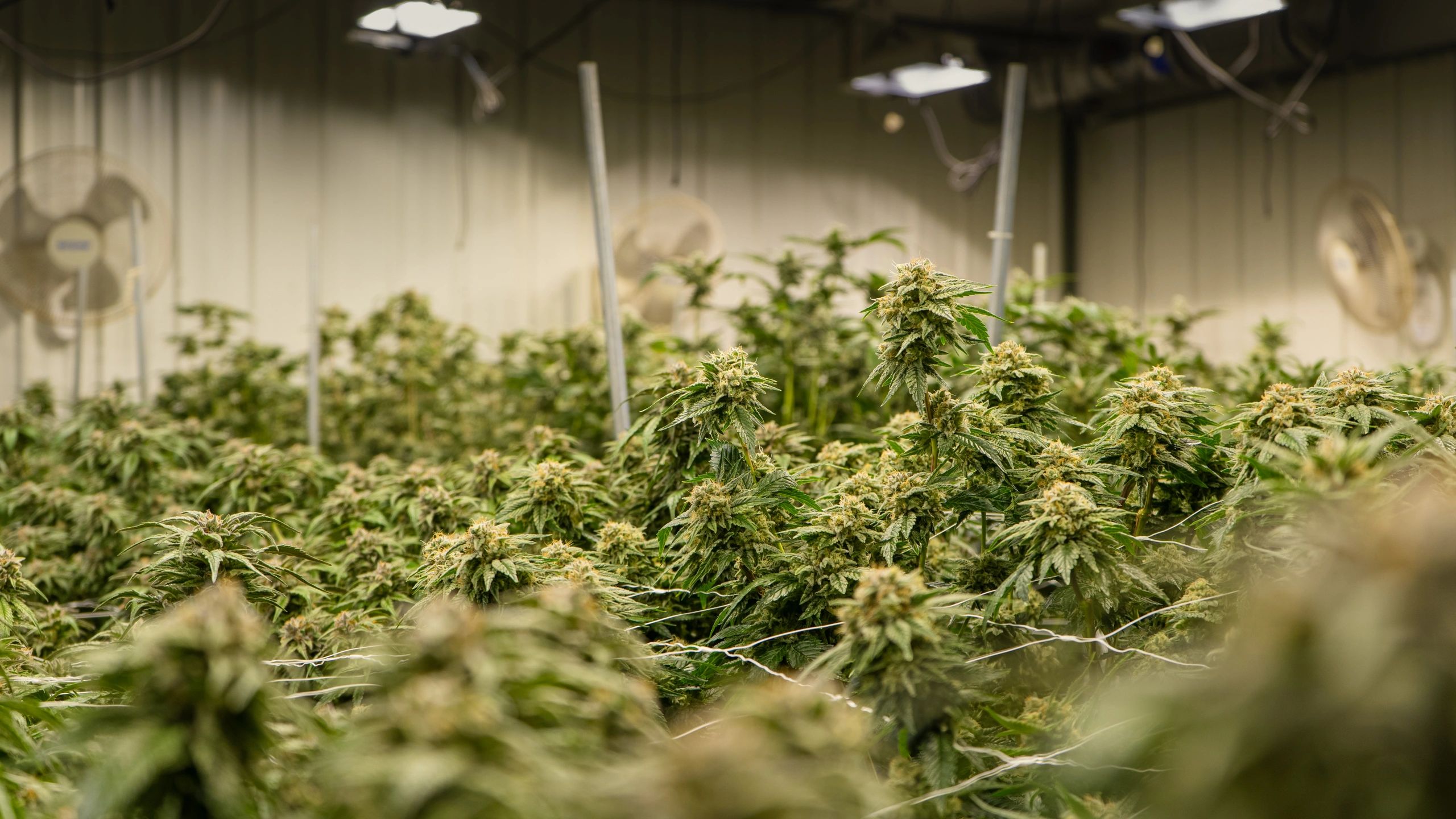 Dabbington Dispensary, Log Lane Village